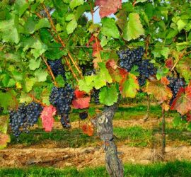 Blaufränkisch grape vines